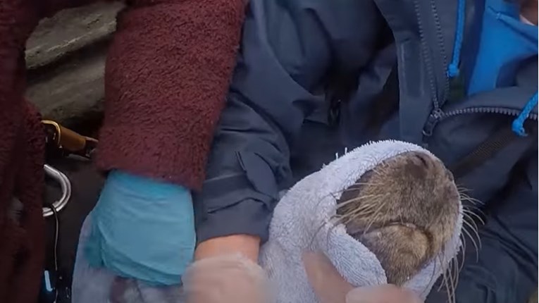 VIDEO Beba tuljan zapela je u mreži, no dobri ljudi su je spasili